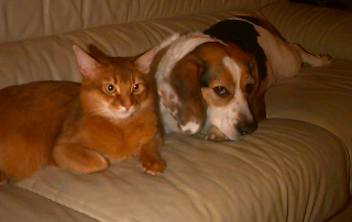 Two couch potatoes