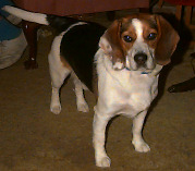I'm a beagle, yes I am, and I can't help but be so cute.